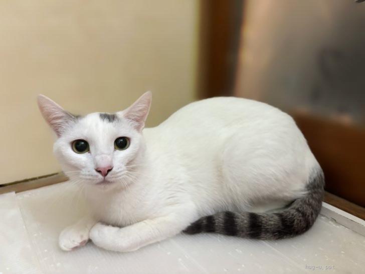 猫の里親募集】岐阜県・雑種・スラット美人♡かわいいキヌちゃん（ID