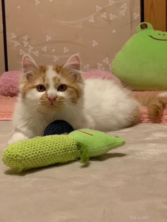 猫の里親募集】岐阜県・雑種・ふわふわ白茶長毛♡きょんくん（ID:2403
