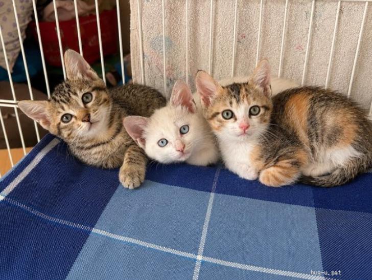 猫の里親募集】岐阜県・雑種・優しいお顔の三毛猫♡マロンちゃん（ID