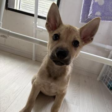 千葉犬 犬 × 千葉県 × 雑種の里親募集一覧｜ハグー -みんなのペット里親情報