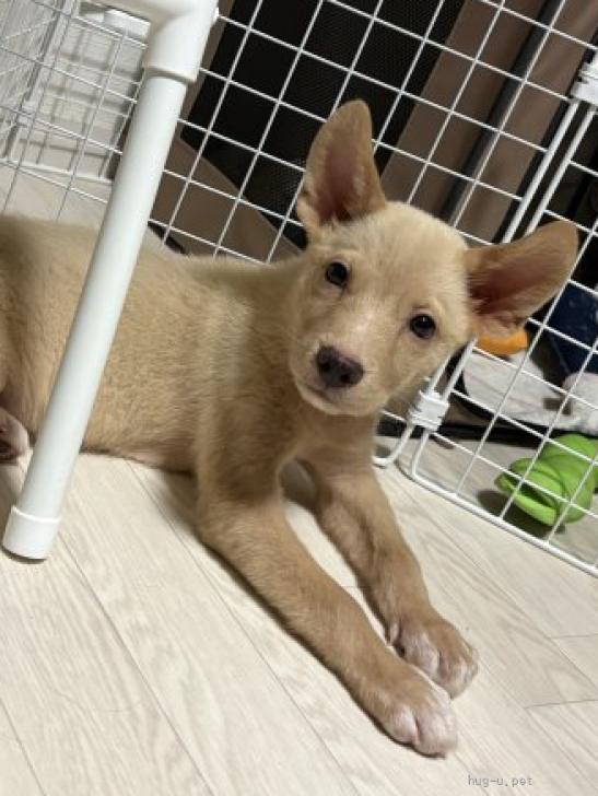 犬の里親募集】千葉県・雑種・壱岐島からやってきた、生粋の野犬の仔犬