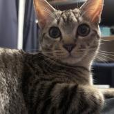 アメリカンショートヘア