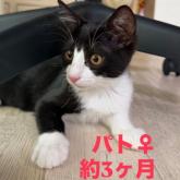 雑種