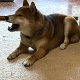 柴犬