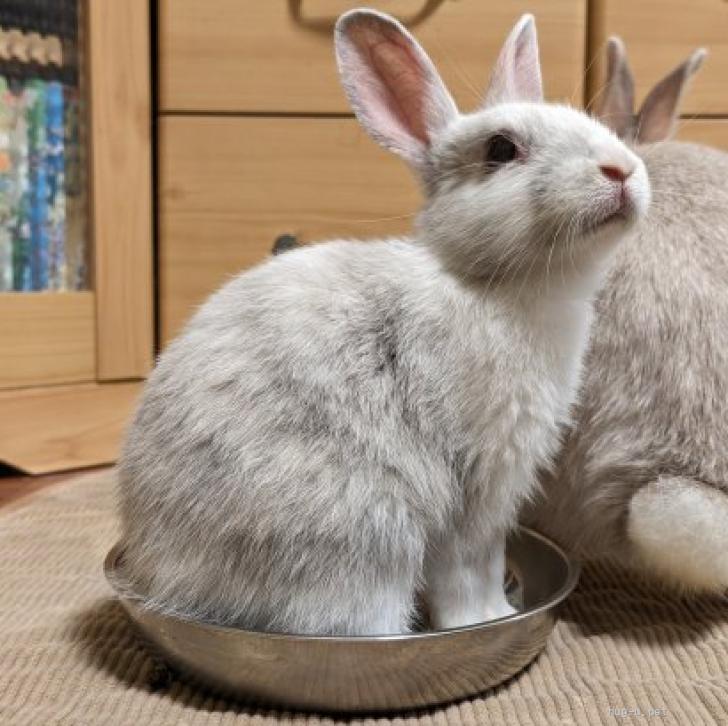 小動物の里親募集】大阪府・ウサギ・4/11に赤ちゃんうさぎ5羽