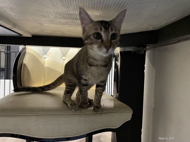 猫の里親募集 福岡県 雑種 顔をペロペロしてくる可愛い女の子 Id 2112 ハグー みんなのペット里親情報