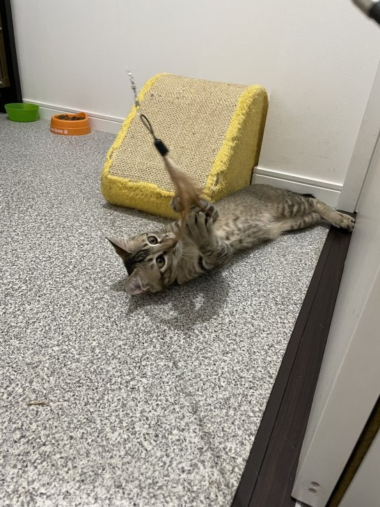 猫の里親募集 福岡県 雑種 顔をペロペロしてくる可愛い女の子 Id 2112 ハグー みんなのペット里親情報