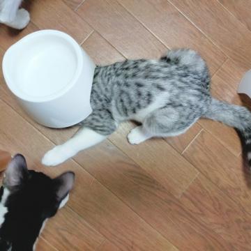 猫 サバ白の里親募集一覧 ハグー みんなのペット里親情報