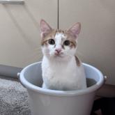 雑種