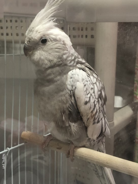 鳥の里親募集】東京都・インコ・オカメインコ の里親募集（ID:2203-00469）｜ハグー -みんなのペット里親情報