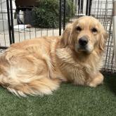 ゴールデンレトリバー