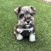 ミニチュアシュナウザー