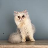 エキゾチックロングヘア