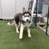 シベリアンハスキー