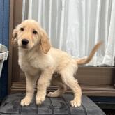 ゴールデンレトリバー