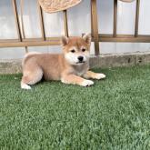 柴犬