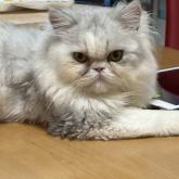 エキゾチックロングヘア
