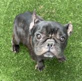 フレンチブルドッグ