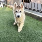 シベリアンハスキー