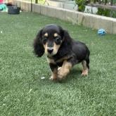 ミニチュアダックスフンド(ロング)