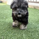 ミニチュアシュナウザー