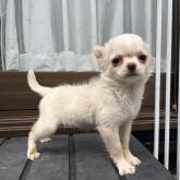 チワワ(ロング)