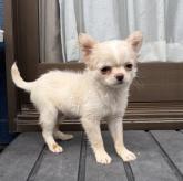 チワワ(ロング)