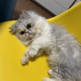 エキゾチックロングヘア