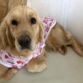 ゴールデンレトリバー