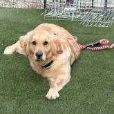 ゴールデンレトリバー