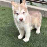 アラスカンマラミュート