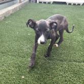 イタリアングレーハウンド