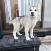 シベリアンハスキー