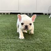 フレンチブルドッグ
