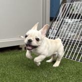 フレンチブルドッグ