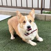 ウェルシュ・コーギー・ペンブローク