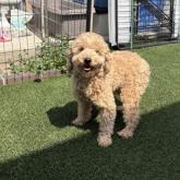 トイプードル