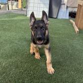 ジャーマン・シェパード・ドッグ