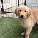 ゴールデンレトリバー