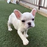 フレンチブルドッグ