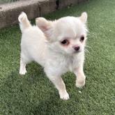 チワワ(ロング)