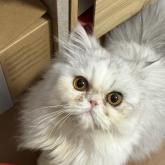 エキゾチックロングヘア