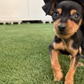 ミニチュアピンシャー