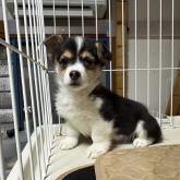 ウェルシュ・コーギー・ペンブローク