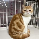 エキゾチックロングヘア