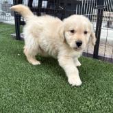 ゴールデンレトリバー