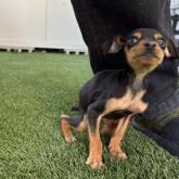 ミニチュアピンシャー