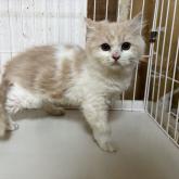 スコティッシュフォールド