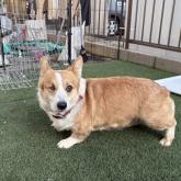 ウェルシュ・コーギー・ペンブローク