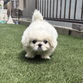 ペキニーズ